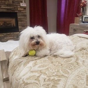 Meet your Posher, Ida